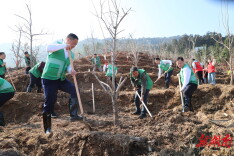 衡东大地增新绿  今天，四方山林场新种植火晶甜柿约1000株，兰桂200多株