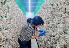 洞庭芦苇不“烧”了，全被小蘑菇“吃”掉了！