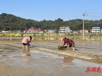 春回郴州·种下希望丨安仁县：党建引领“一盘棋”，打好春耕“第一仗”