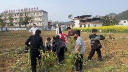 吉首市河溪镇中心小学：蔬菜收割做绿肥，让植树节变身“生态课”