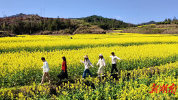 春日限定美景上线  金色花海带火乡村游