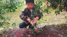 石门县白云镇完小：“植”此青绿，共“树”未来