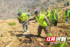 溆浦县中都乡：干群同心添新绿 植树造林正当时