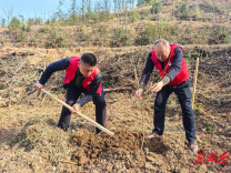 斗笠山镇：植绿护绿筑生态 党建引领启新程