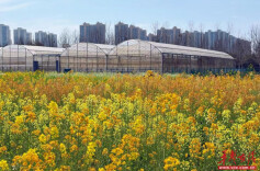 玉兰领衔、彩色油菜花出圈！湖南农大校园多种花卉正值观赏期