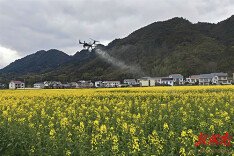 溆浦县水东镇：植保无人机“护航”助力夏油增产丰收