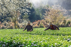 Spring Tea Harvest Across Hunan