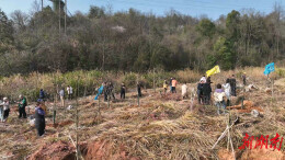 鹤城区：劳模共植“劳模林” 为绿色鹤城添新绿