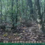 生物多样性保护“成绩单”亮眼！炎陵珍稀动物三登央视