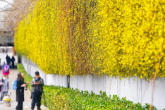 为何北京第一波春花黄色居多？植物也是聪明的！