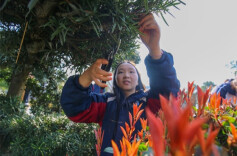 Adopt a Tree to Protect the Green