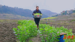 技术护航，宁远7.17万亩烤烟移栽工作进入收尾阶段