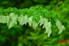 美文欣赏丨珙桐