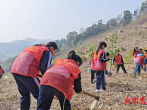 娄星区大科街道开展2026年植树节主题活动