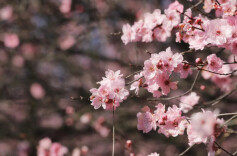 长沙赏花攻略！