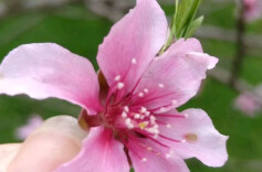 转给“过敏星人”！全国春季花粉始期预报来了