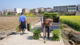 春回郴州·种下希望丨安仁4.42万亩烤烟全面启动移栽 技术指导护航丰产增收