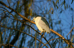 北京动物园春日限定：夜鹭衔枝，把春天“筑”进巢里