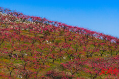 宜章赤石：石漠山区春意浓