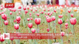 这里的杯中斟满春天 湖南省植物园“春之歌”花展启动|花田不错④