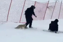 新疆阿勒泰咬人狐狸被滑雪场员工打死？警方通报