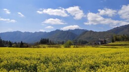 春回郴州·种下希望丨桂东四都镇：春染田畦 “菜篮”耕育映振兴