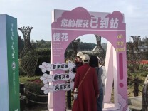 要“流量”更要“留量” ——湖南樱花季经济观察