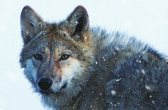 一匹狼的回眸 | 湘江副刊·艺风