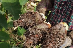 江永香芋撑起十亿大产业