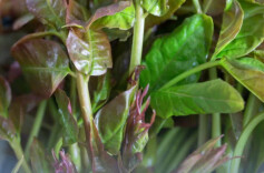 春日限定“野味”上市，尝鲜别“尝险”