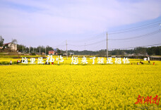 金色花海已上线！来福临，把福气带回家