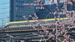春日限定！当北京轻轨与盛放花海同框