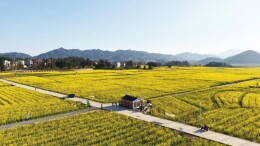 汝城大坪铁炉江畔：千亩花海内春日放歌清肺、清嗓、清心更清脑