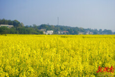 春染沃野“金”满地 湘潭县油菜花海绘就富民新画卷