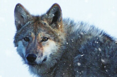 湘江副刊丨一匹狼的回眸