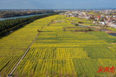 耒阳市第六届“油菜花季”圆满落幕 农文旅融合绘就乡村振兴新图景