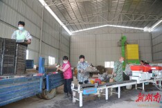 新田：流水线“跑”出春耕加速度 科技育苗助早稻稳产