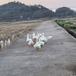 2026“我的寒假”主题征文投稿：外婆家的鸭子