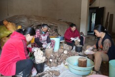 邵阳绥宁：茯苓加工刨出“金疙瘩”激活乡村振兴新引擎