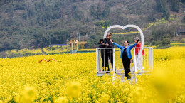 图片新闻 | 金色花海游人醉