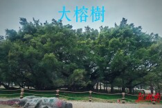 随笔丨想拥抱一棵树