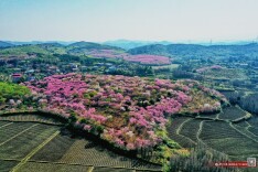 桂阳：“粉红佳人”漫山舞 千亩樱园绘春光