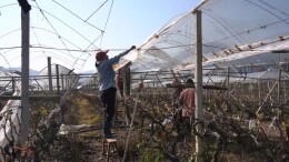 蓝山县花果园村：葡萄园里农事忙