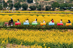 Chating Town Advances Agriculture-tourism Integration