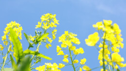 深呼吸！来花垣这片金色花海，感受你想要的春天