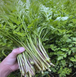 熊其雨专栏|食野之苹、摘野藜蒿，从明天起，做个“咬春”之人