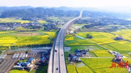 春入怀化： 高速穿金浪 油菜绘春光