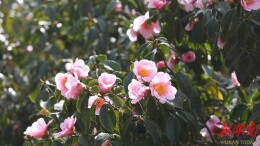 鹤城区：森林公园300亩山茶花绽放引游人踏春赏花