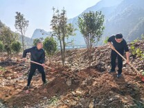 湖南洞口：植绿护绿践初心 凝心聚力美家园