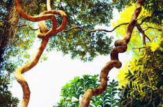 学术专著《木质藤本植物资源》出版发行